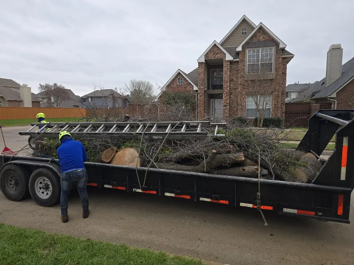 Expert Tree Pest Control with proper safety equipment in Goodman